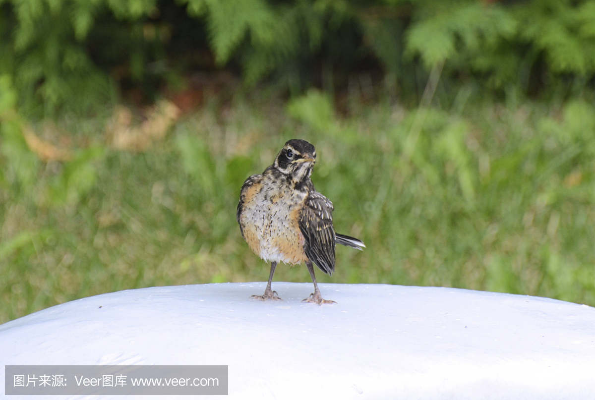 美洲知更鸟,美洲旅鸫,美洲歌鸲,塑料袋