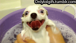 萌宠搞笑动态表情_萌宠搞笑动态表情图片大全