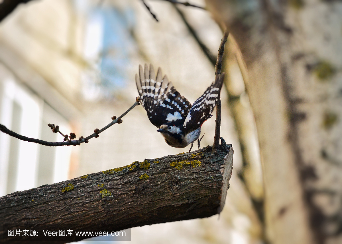 鸟鸣声,鸟鸣,鸟叫声,八哥
