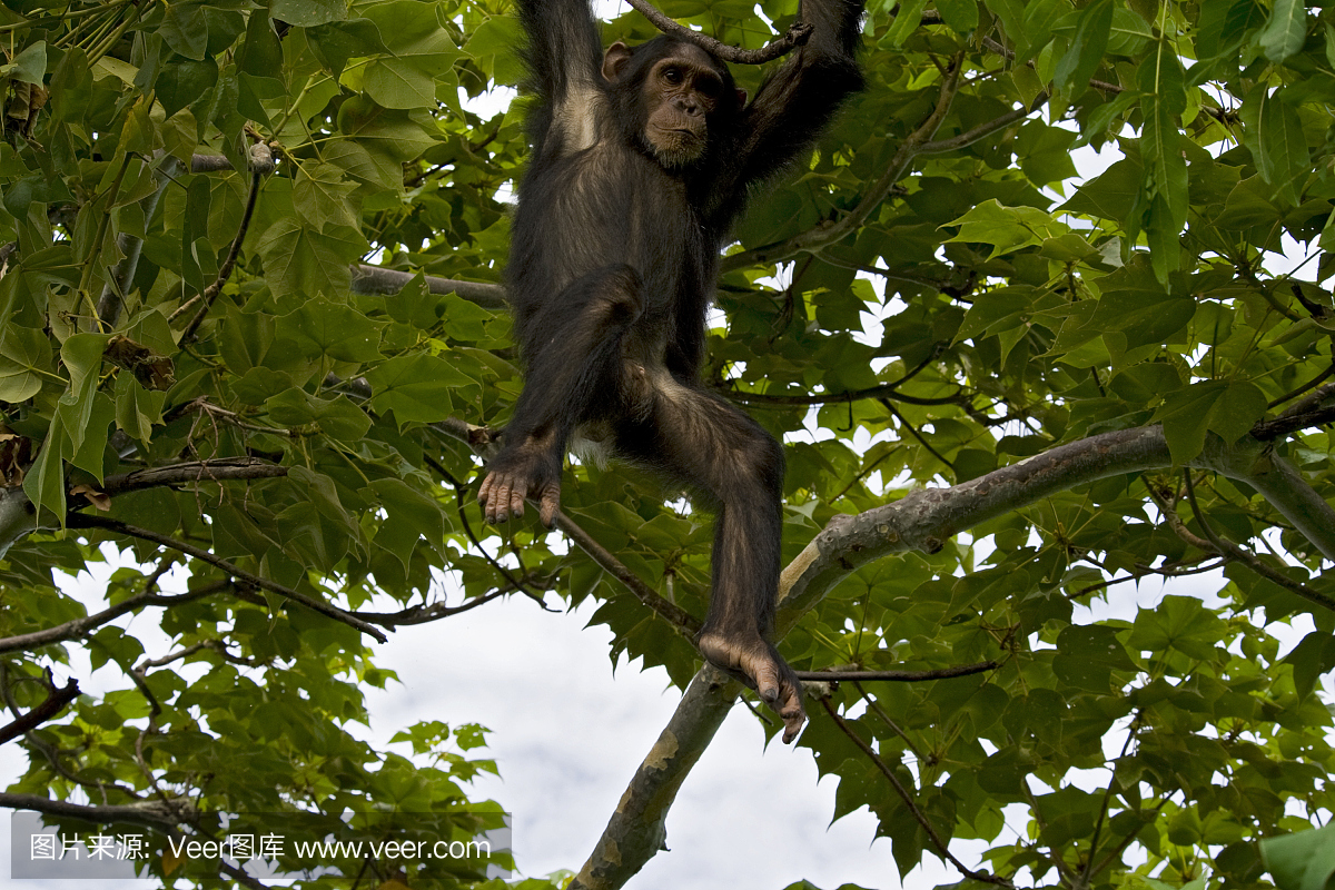 年轻的黑猩猩从树上跳下来,野生动物射击