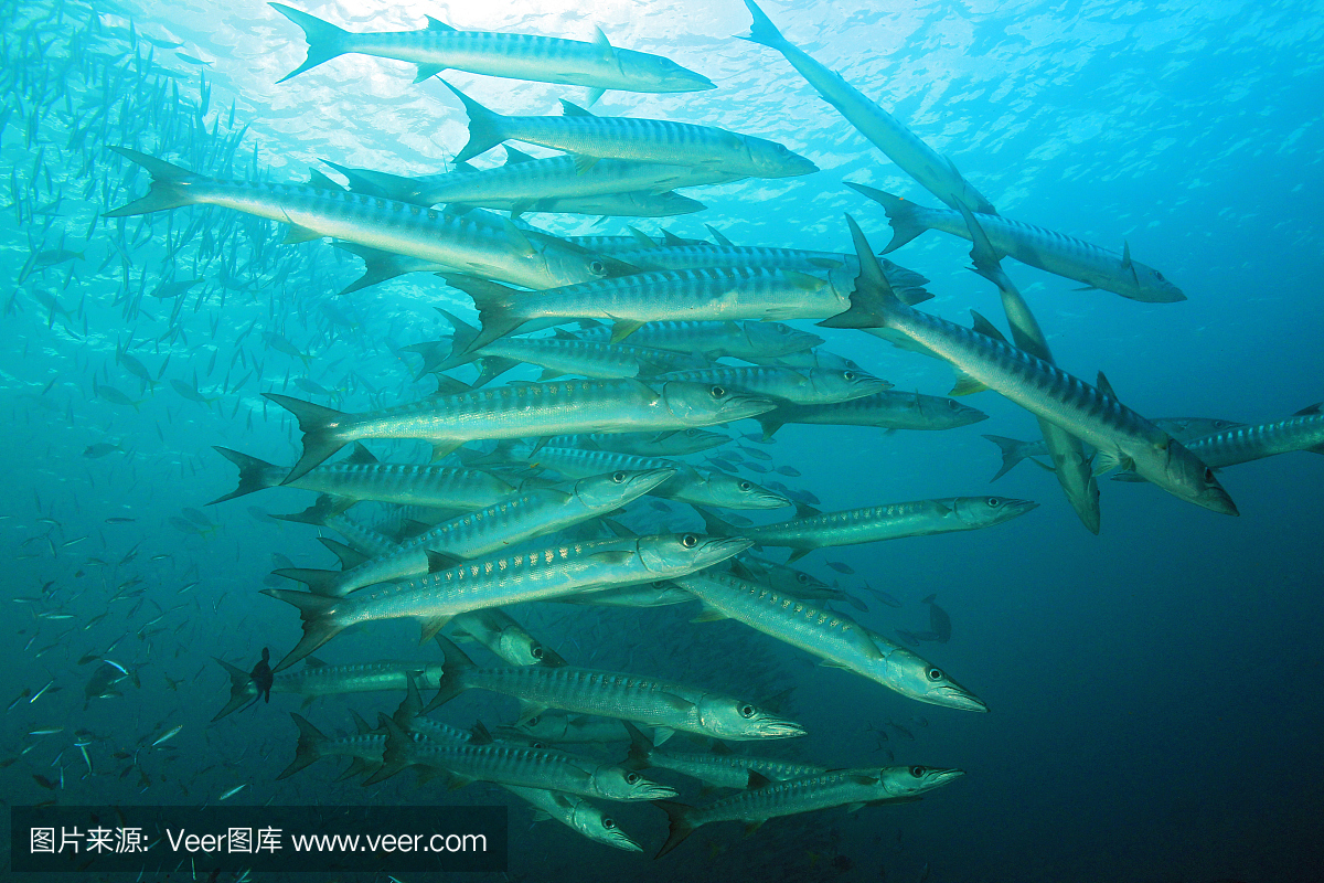 黑鳍魣,黑鳍梭鱼,黑杖鱼,康氏黑马鲛