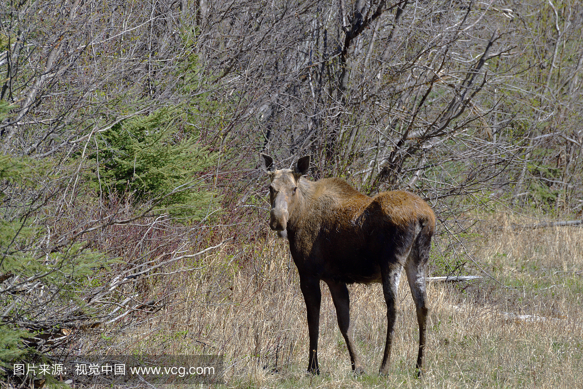 驼鹿(Alces Alces),位于北落基山脉省立公园,位