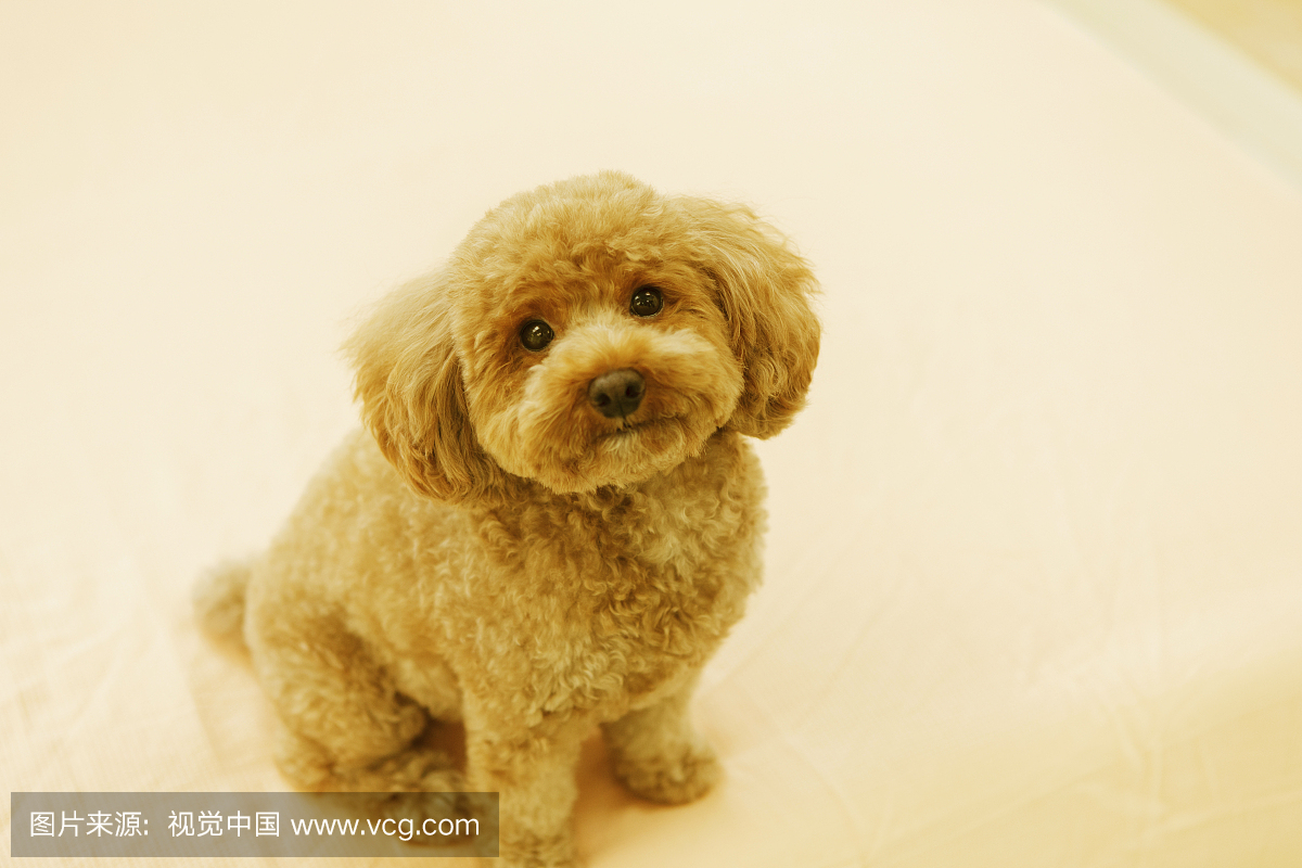 玩具贵宾犬,玩具狮子狗,玩具贵宾,泰迪狗