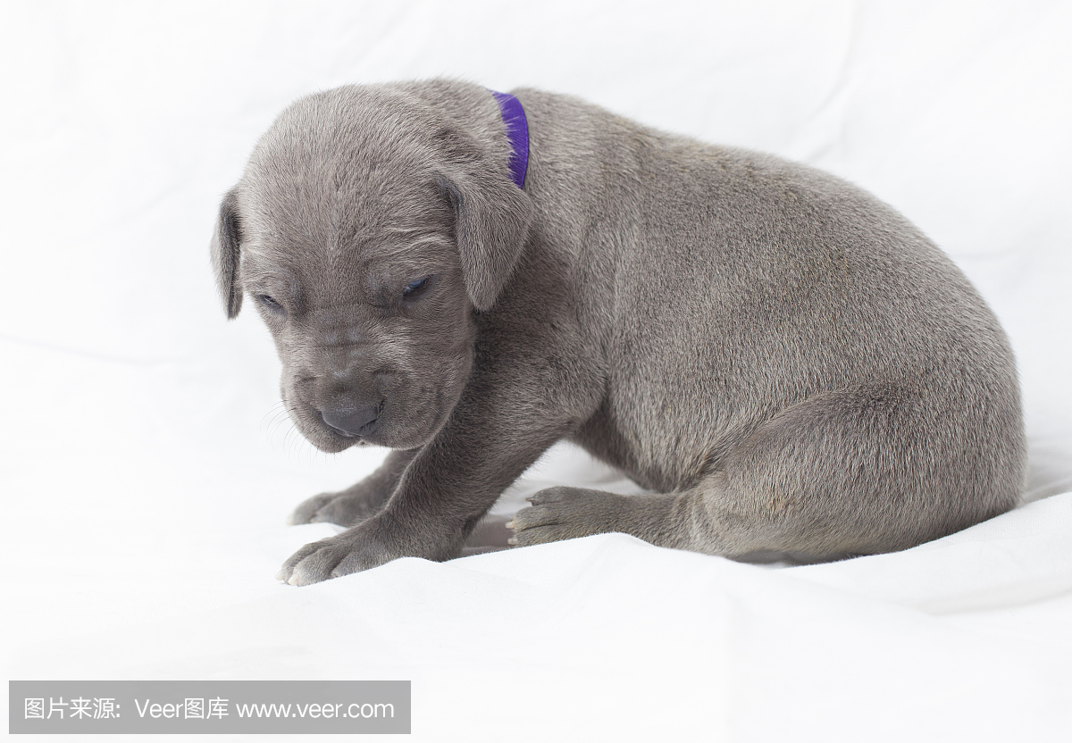 大丹狗,丹麦种大狗,大丹犬,大丹