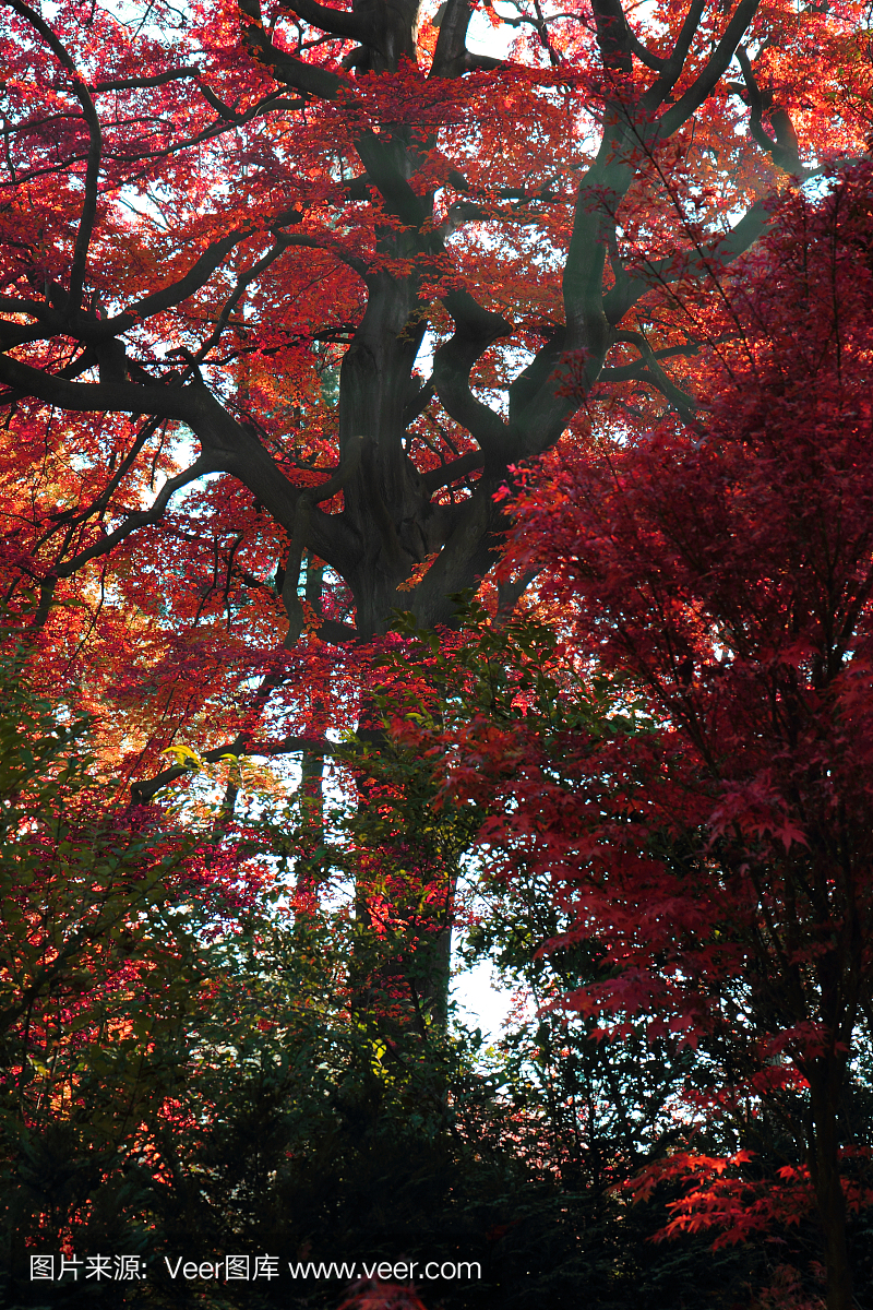自然,黄色,红色,十月