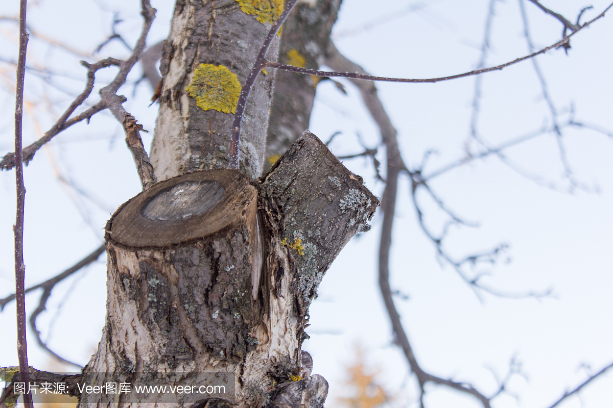 一棵老苹果树的树干在冬天没有叶子