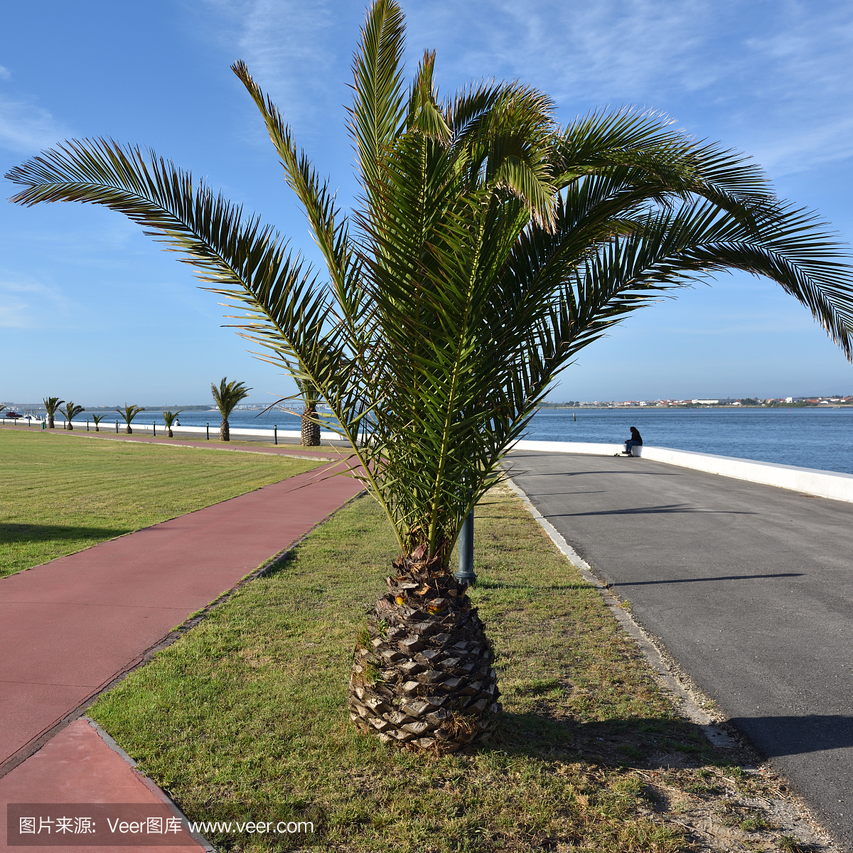 Palm tree in Costa Nova. Portugal