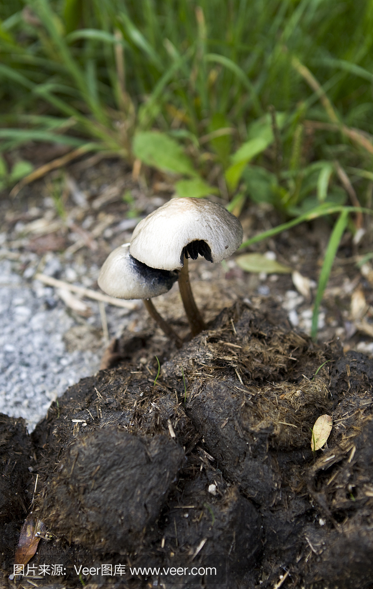 蘑菇生长在牛粪之外