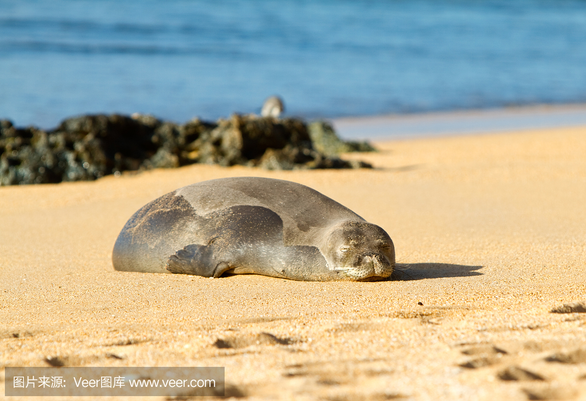夏威夷修士海豹在海滩上