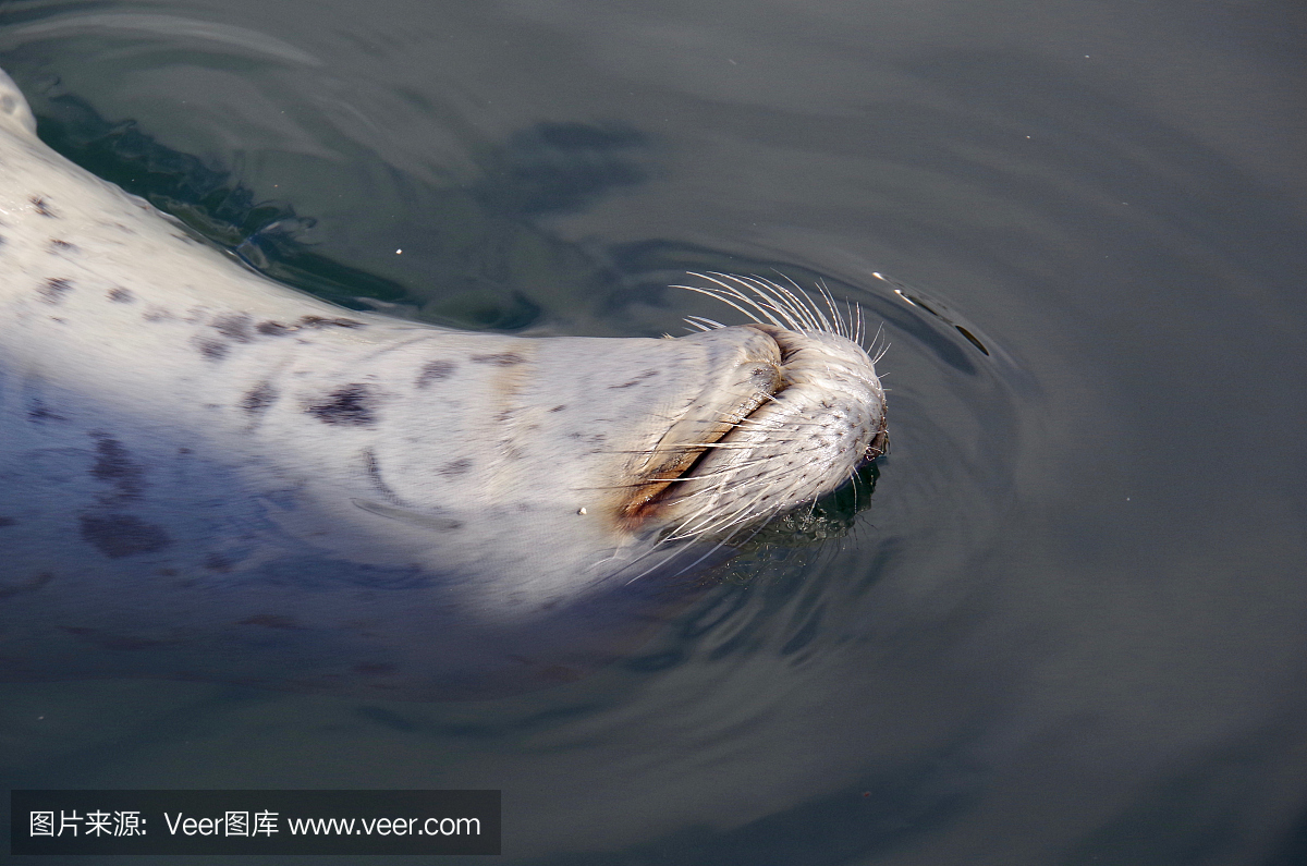 海豹在脸上咧着嘴笑着倒过来游泳
