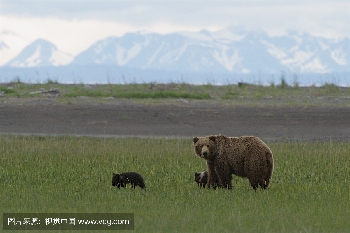 一个灰熊的家庭在背景中穿过带有遥远山脉的沙