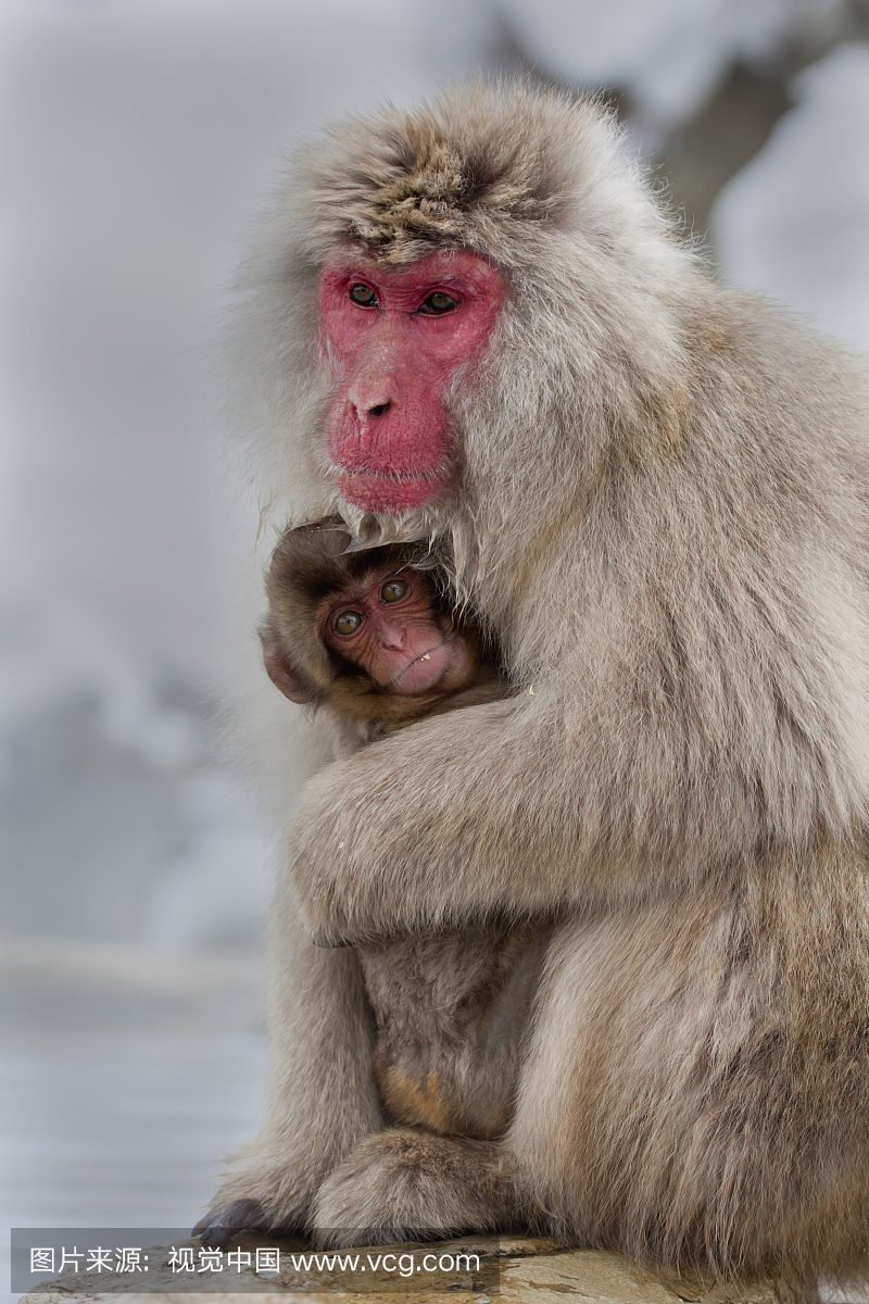 日本猕猴(Macaca fuscata),保护其寒冷天气的宝