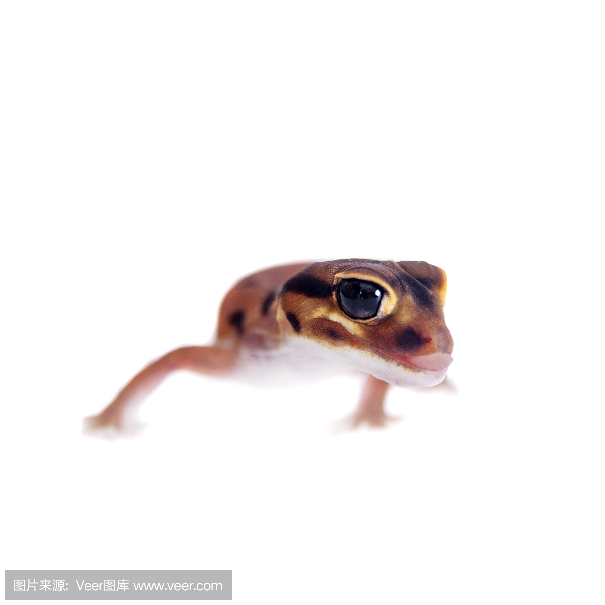 爬虫学,爬虫类,爬,褐色