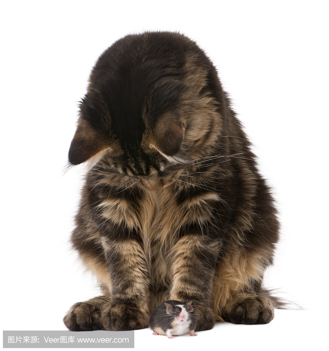 猫捉老鼠,老猫捉鼠,猫捉老鼠游戏,猫捉鼠