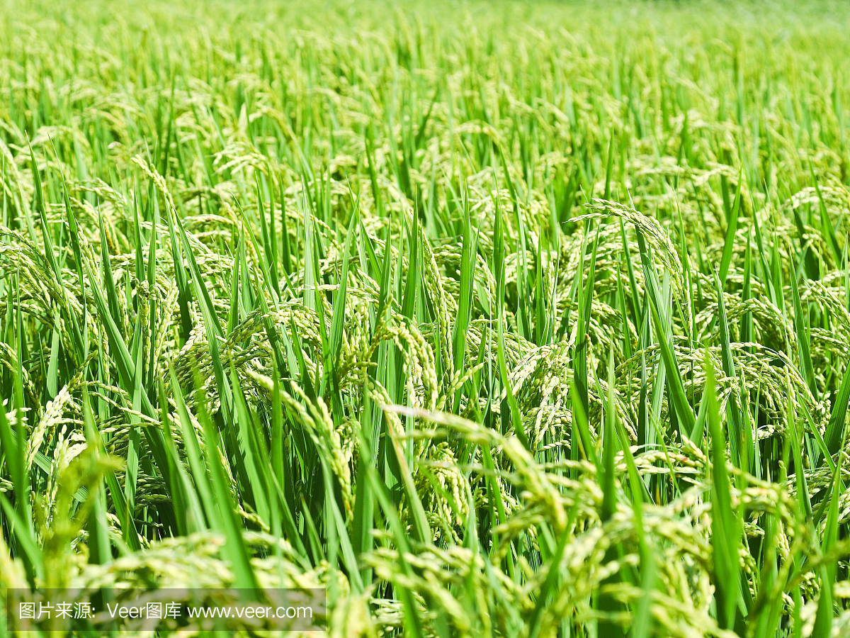 秋田县,秋田市,日本本州岛西北部港市,日本秋田