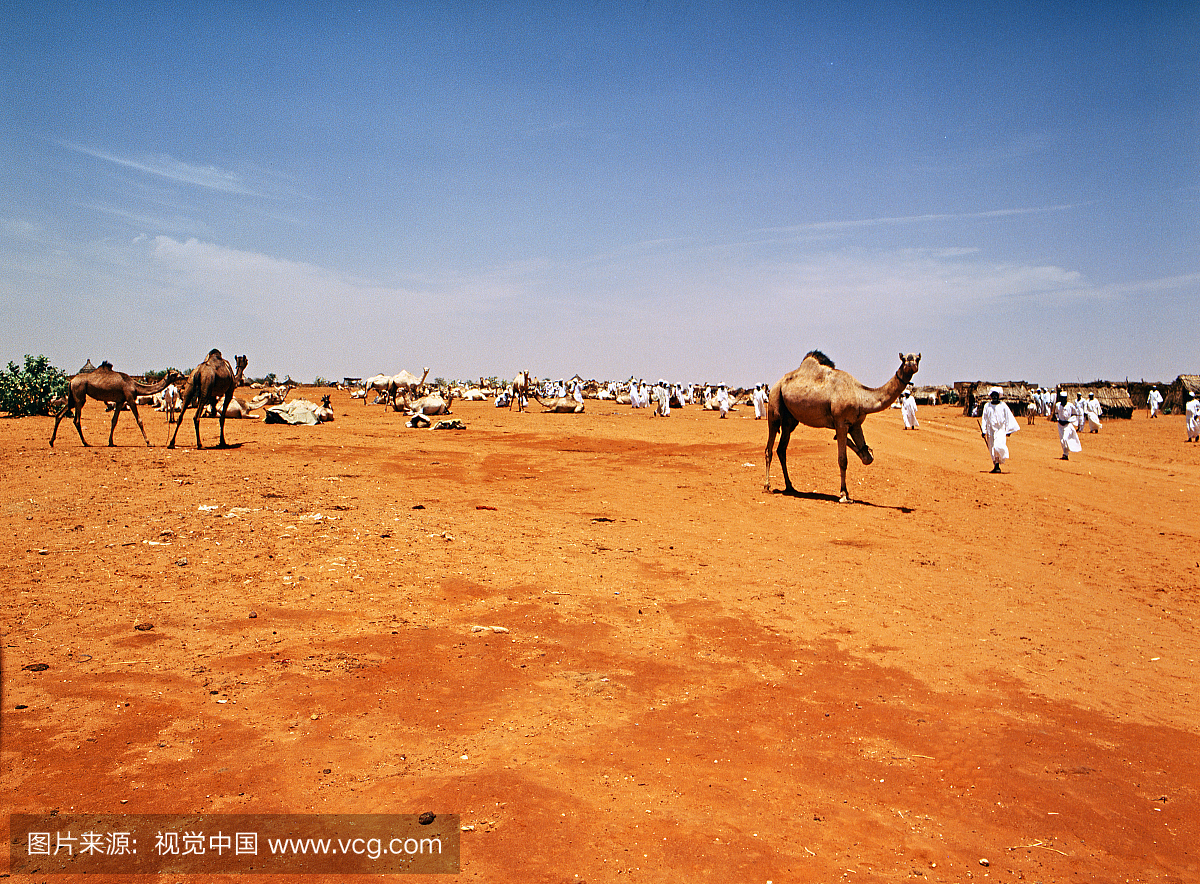 yala, View Of Camels And Villagers Greeting U