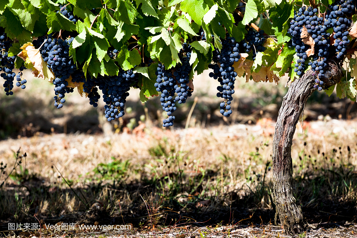 老葡萄与秋天成熟黑葡萄在法国Bergerac附近