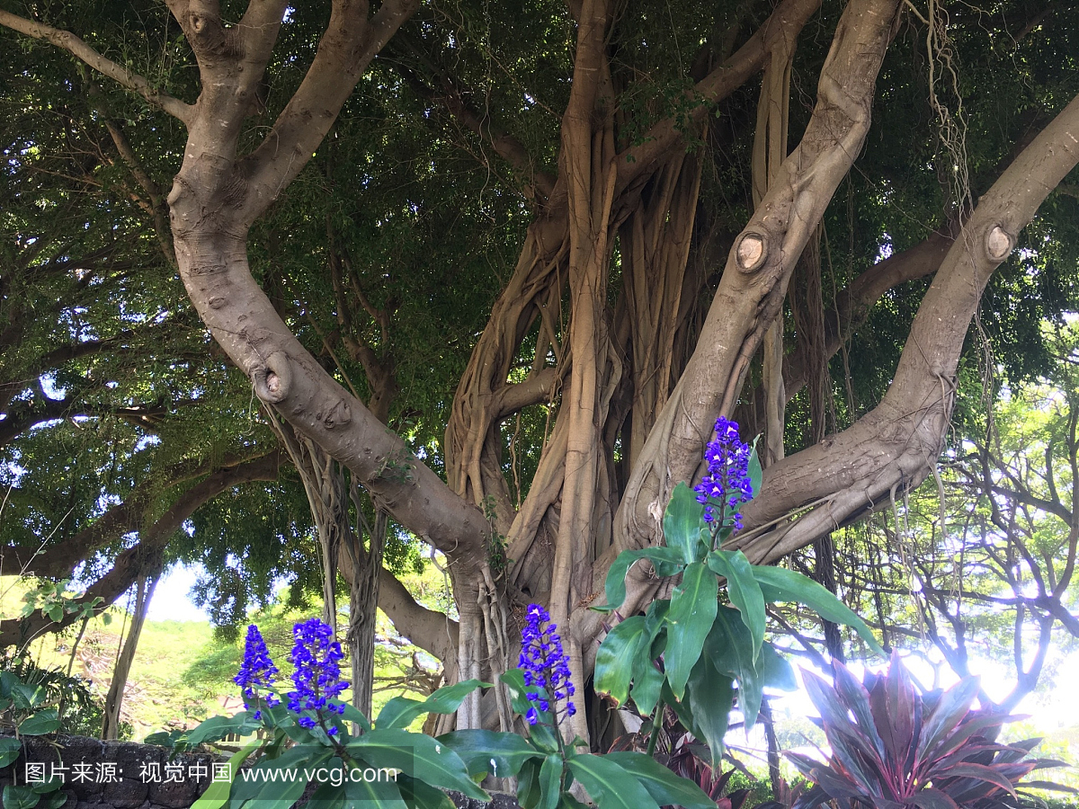 紫色,季节,户外,叶子
