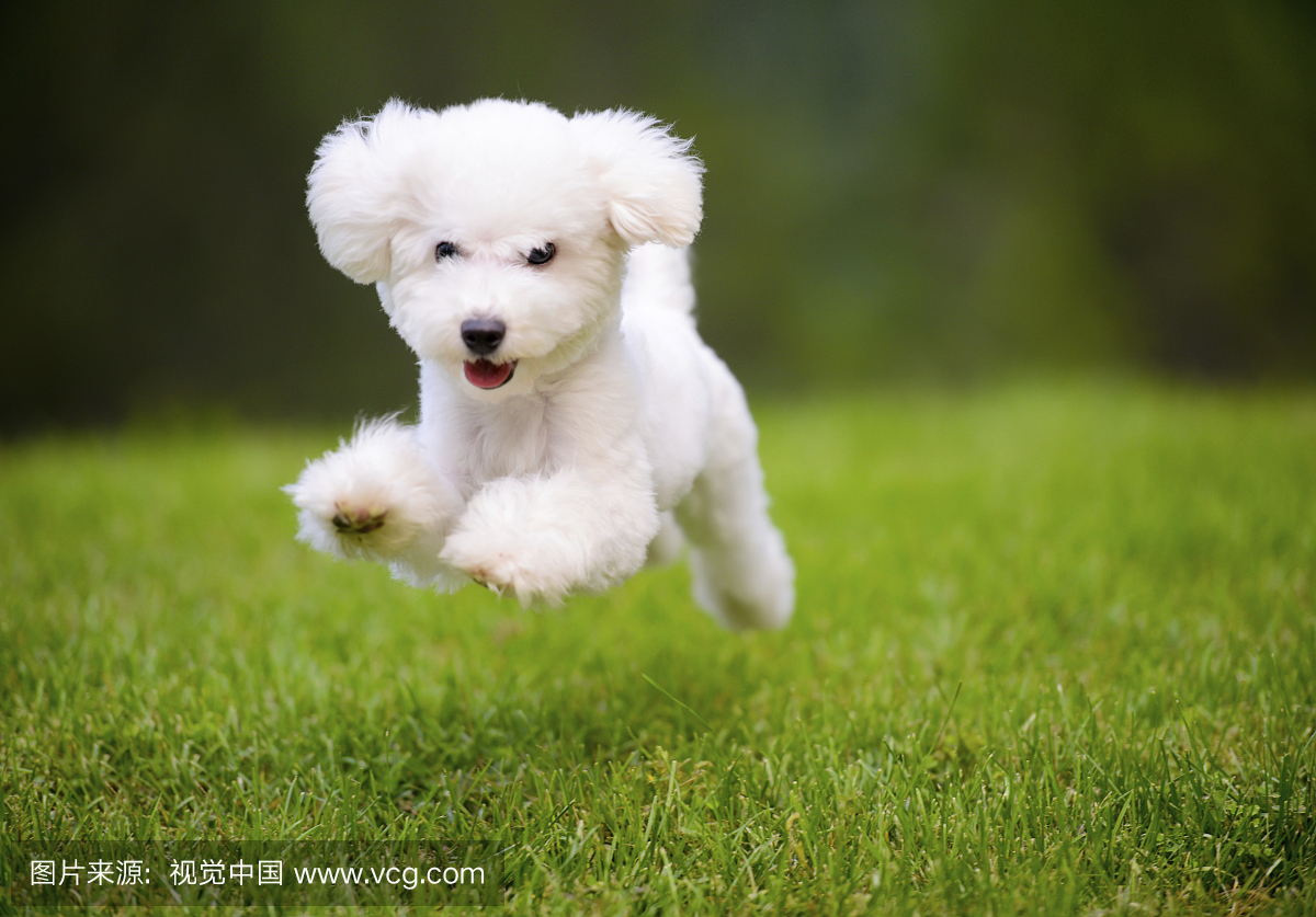 快乐的狗快速运行在草坪上
