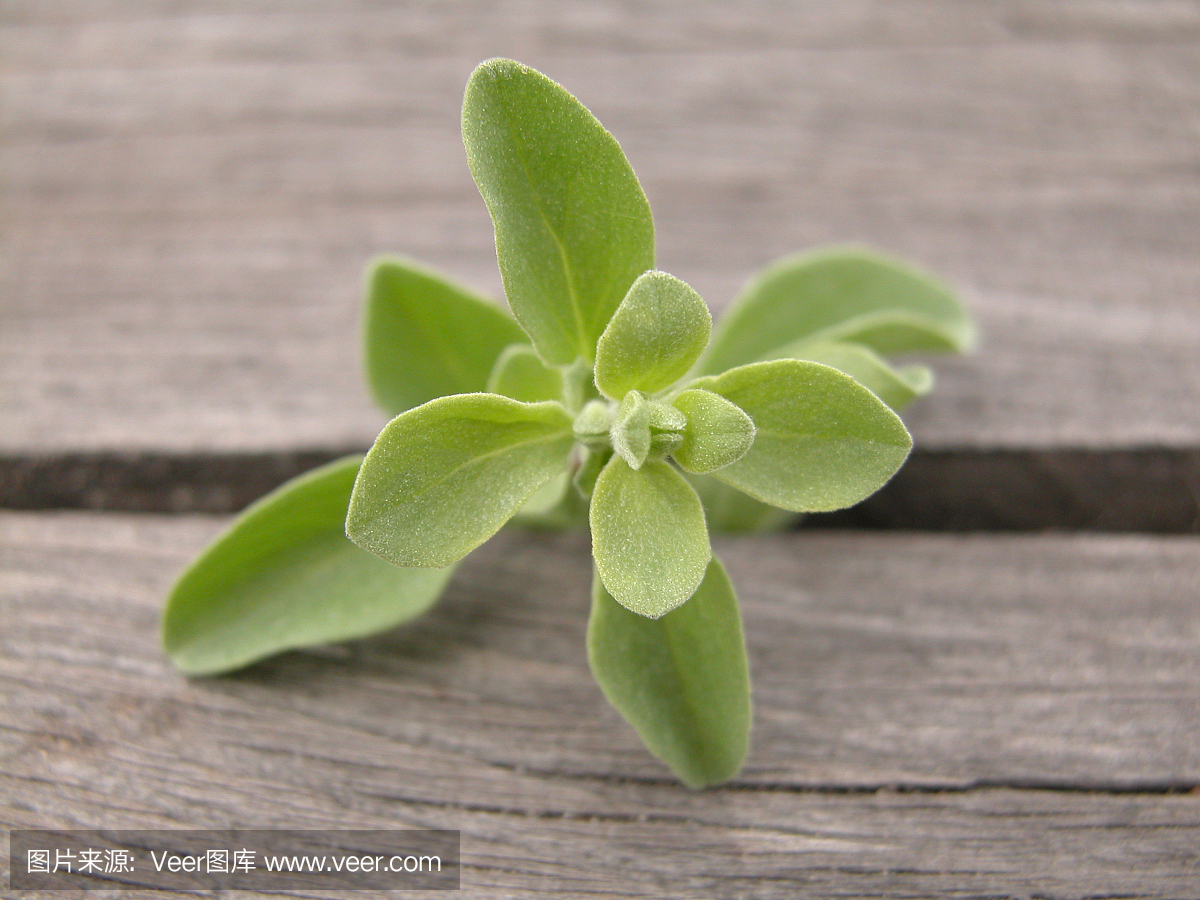 墨角兰,一种牛至属植物,马郁兰,芳香的