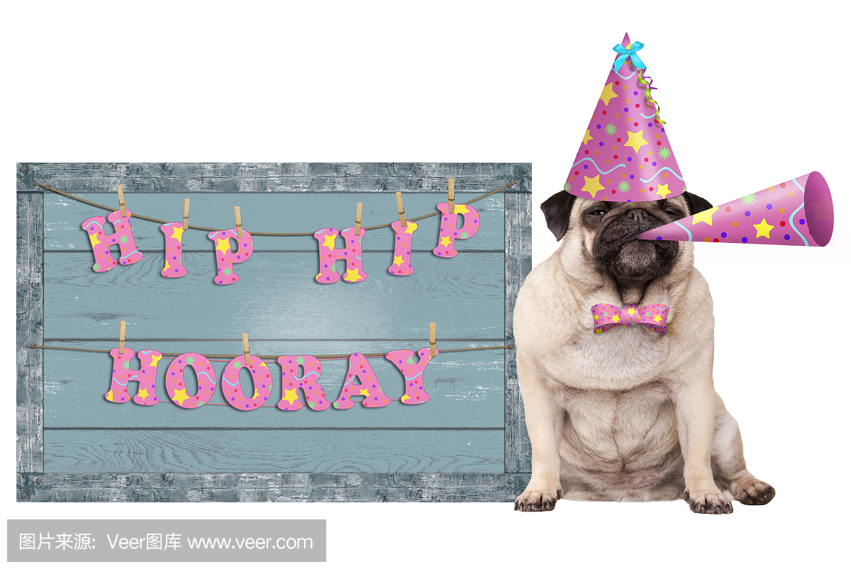 可爱的哈巴狗小狗与粉红色派对帽子和角和老蓝