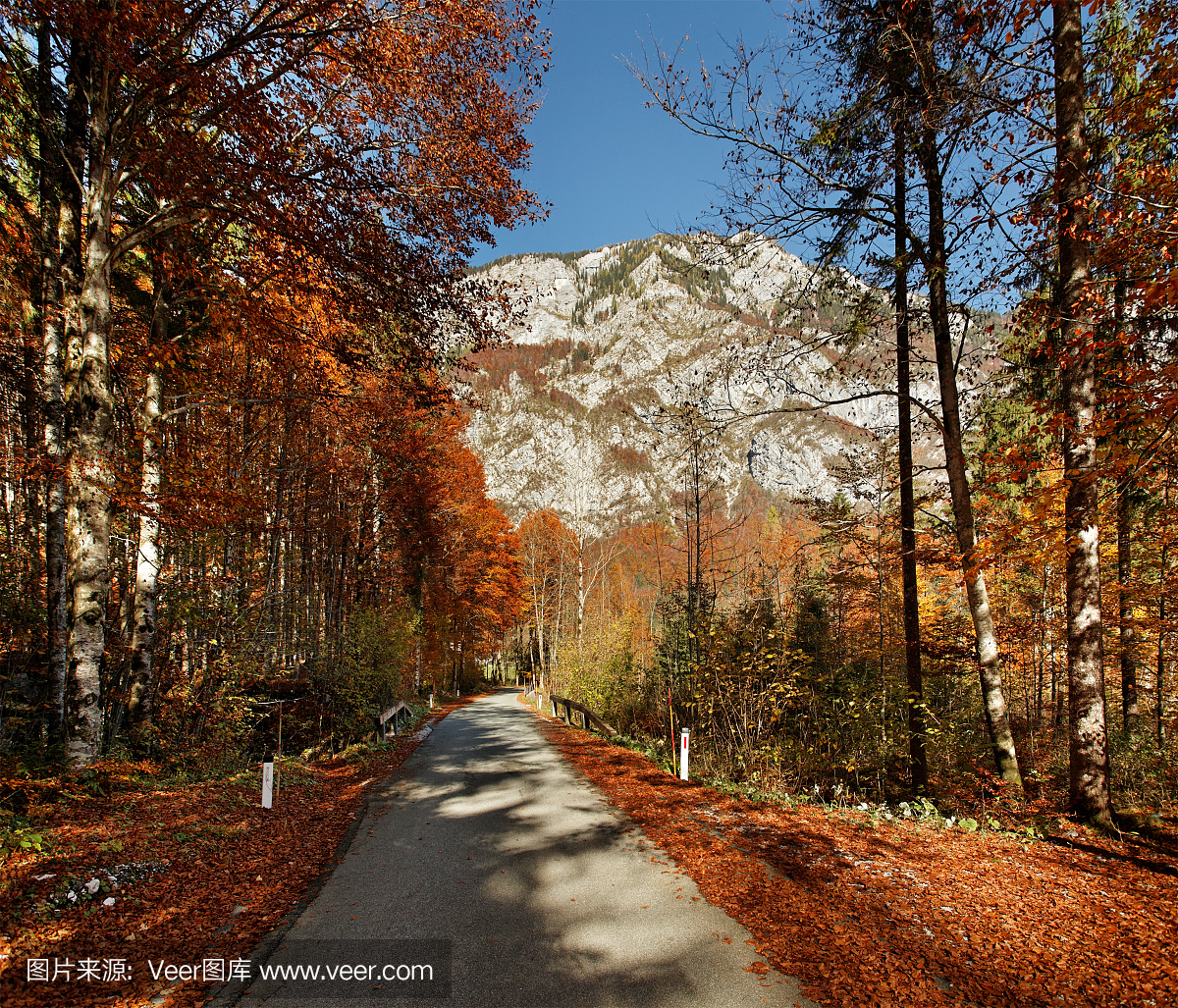 户外,叶子,彩色图片,单车道