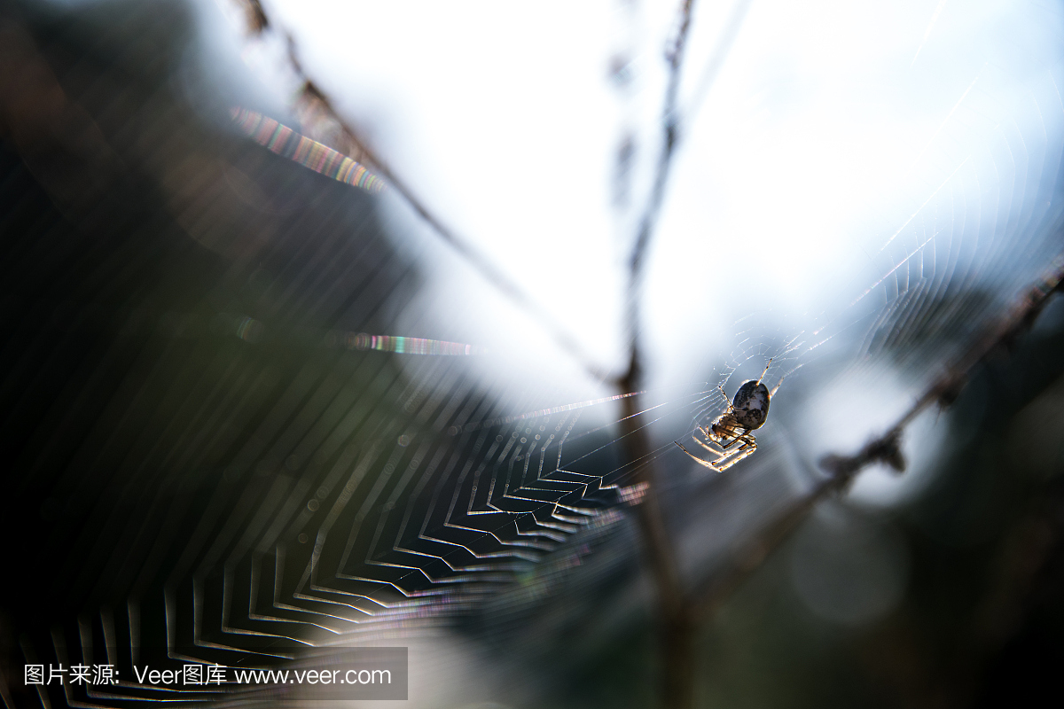 小蜘蛛(Metellina segmentata)在一个大网