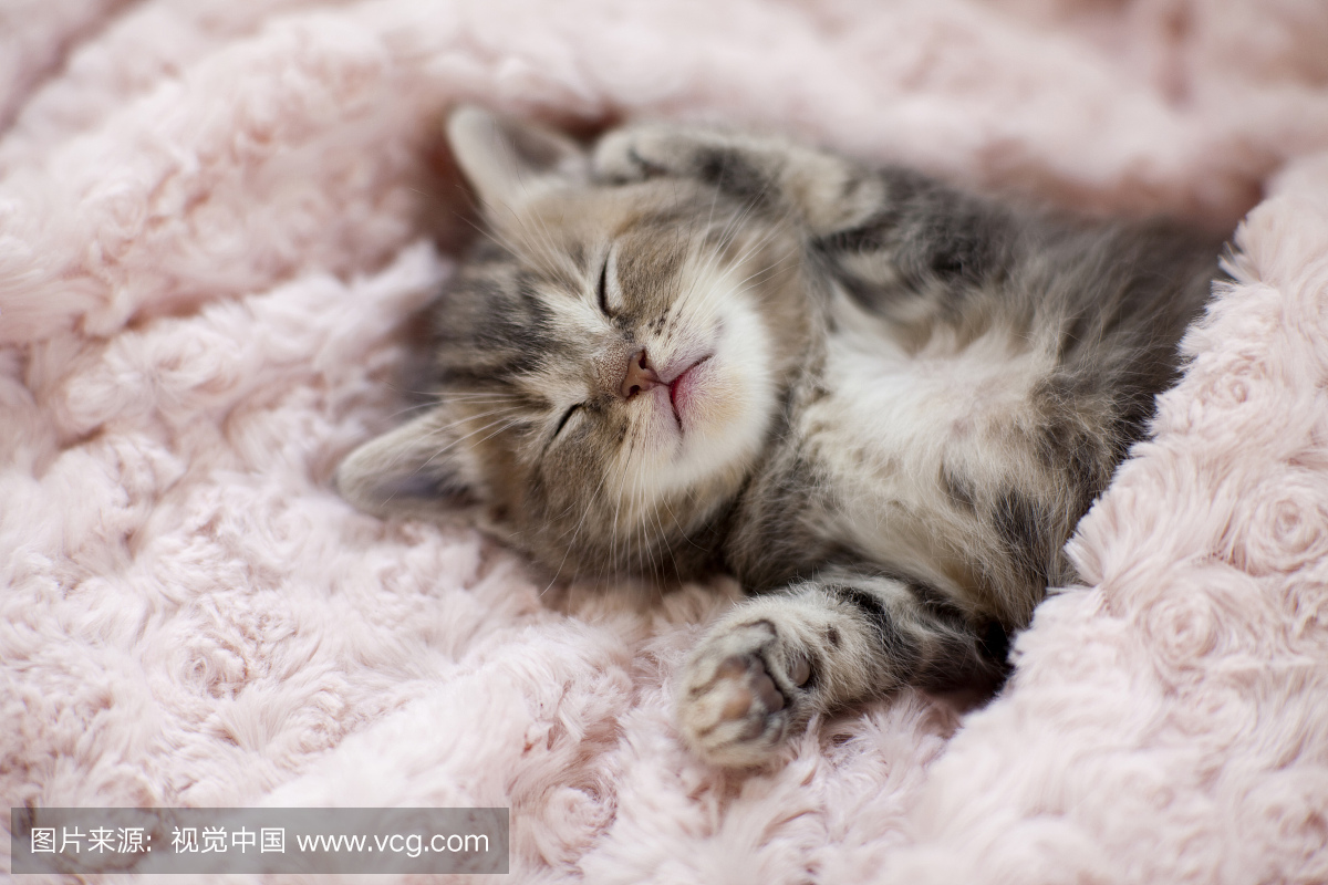 小猫睡在毛巾上