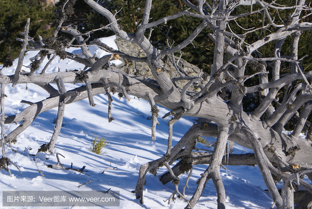 冬天在山navacerrada马德里,西班牙,