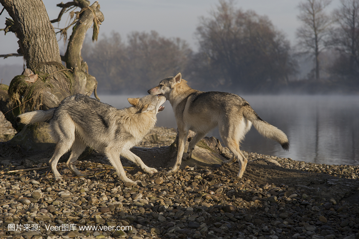 在多瑙河雾中演奏捷克斯洛伐克狼犬姐妹。