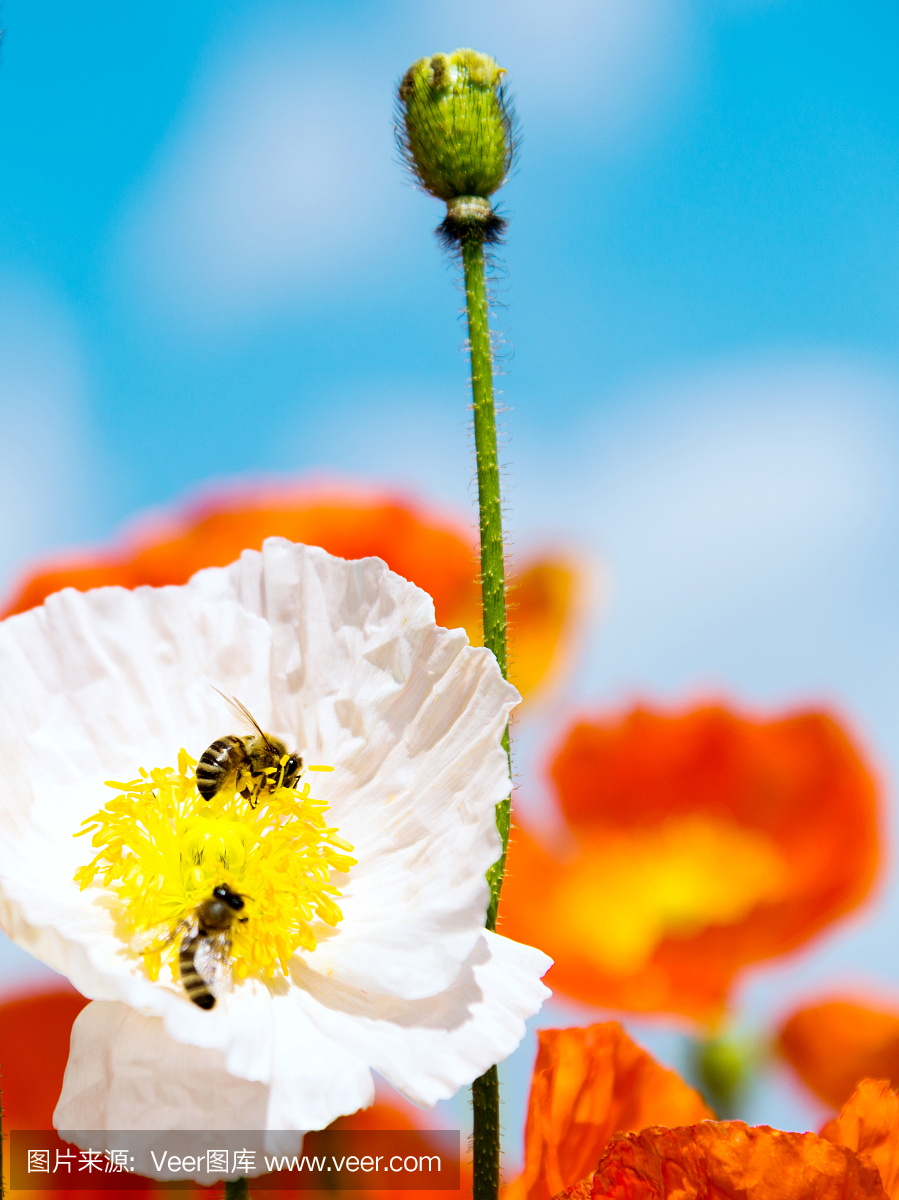 蜂蜜收集花粉在五颜六色的玉米罂粟花