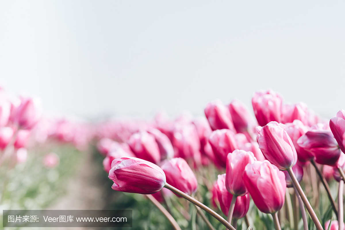 郁金香在荷兰领域