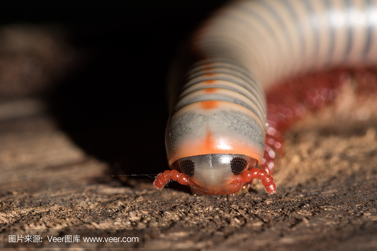 白色千足虫接近她的头