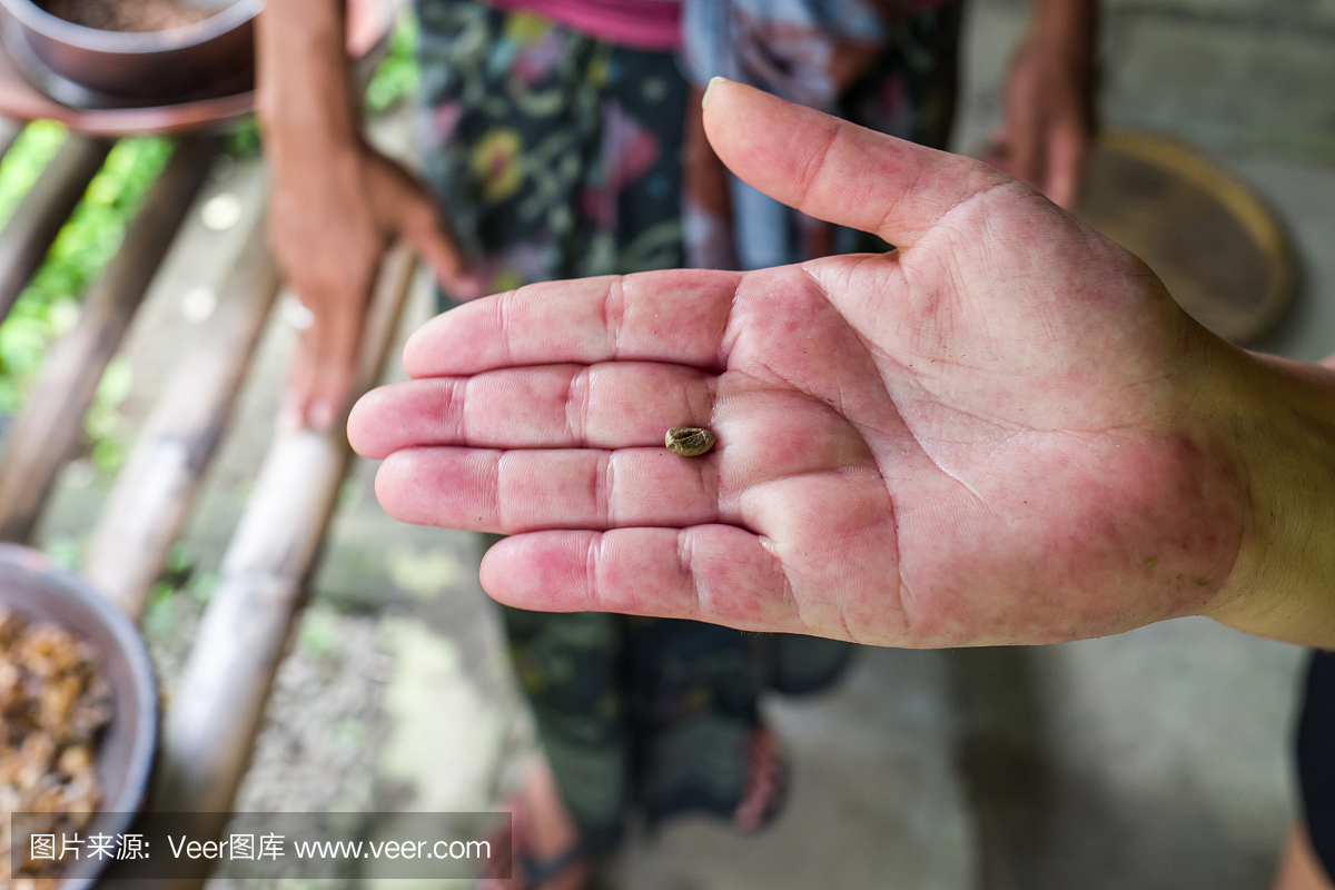 在人的手上的Kopi Luwak豆在巴厘岛