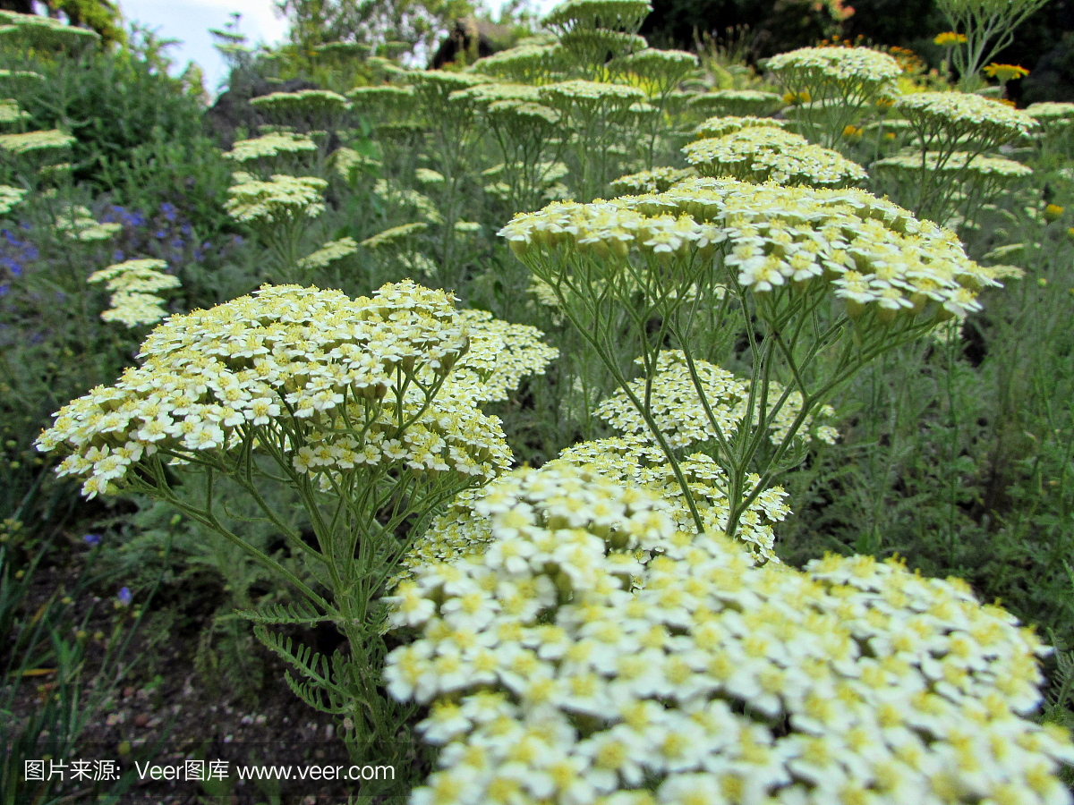 西洋蓍草,蓍草,洋蓍草,摄影
