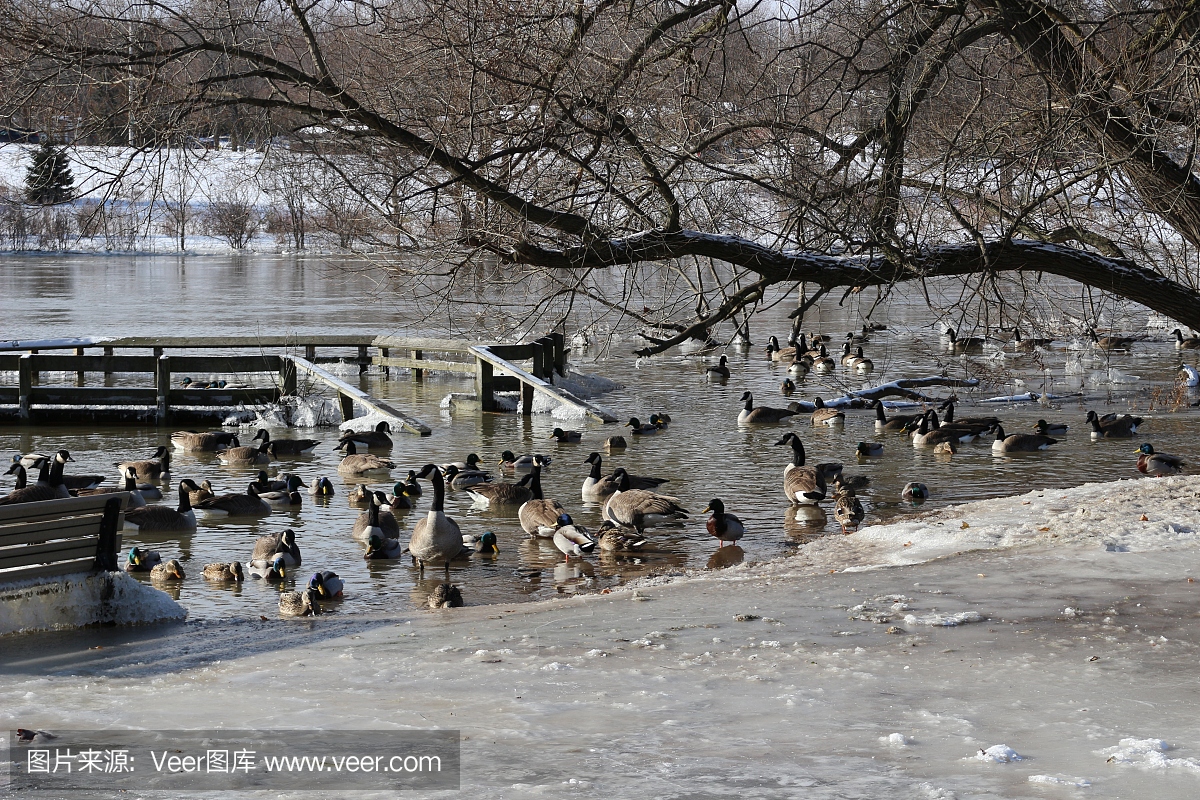 许多加拿大鹅和没有迁徙的野鸭。这张照片是在