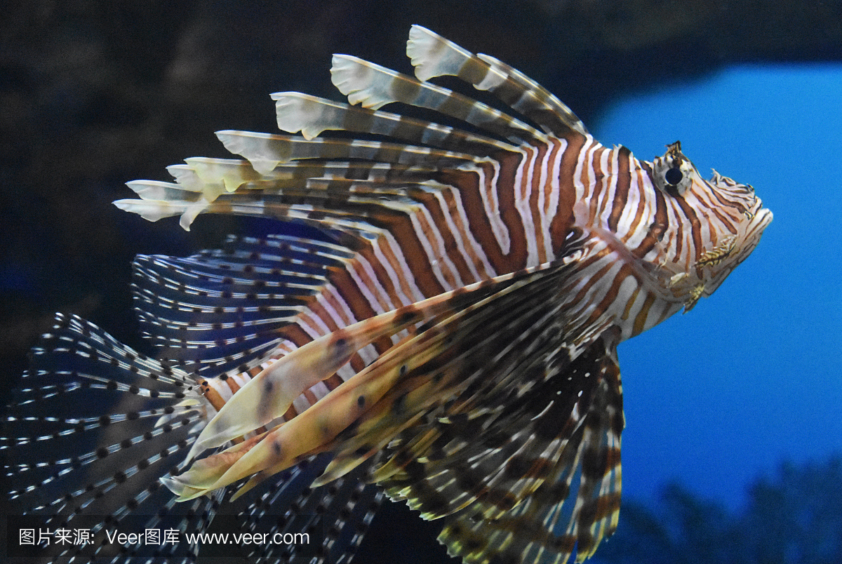 海洋生命,呼吸管,野生动物,动物