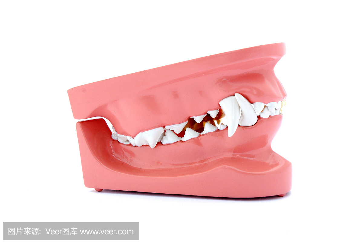 狗牙齿模型