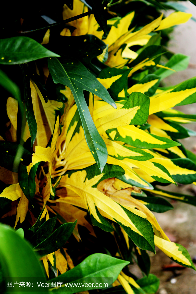 巴豆树明亮黄绿色
