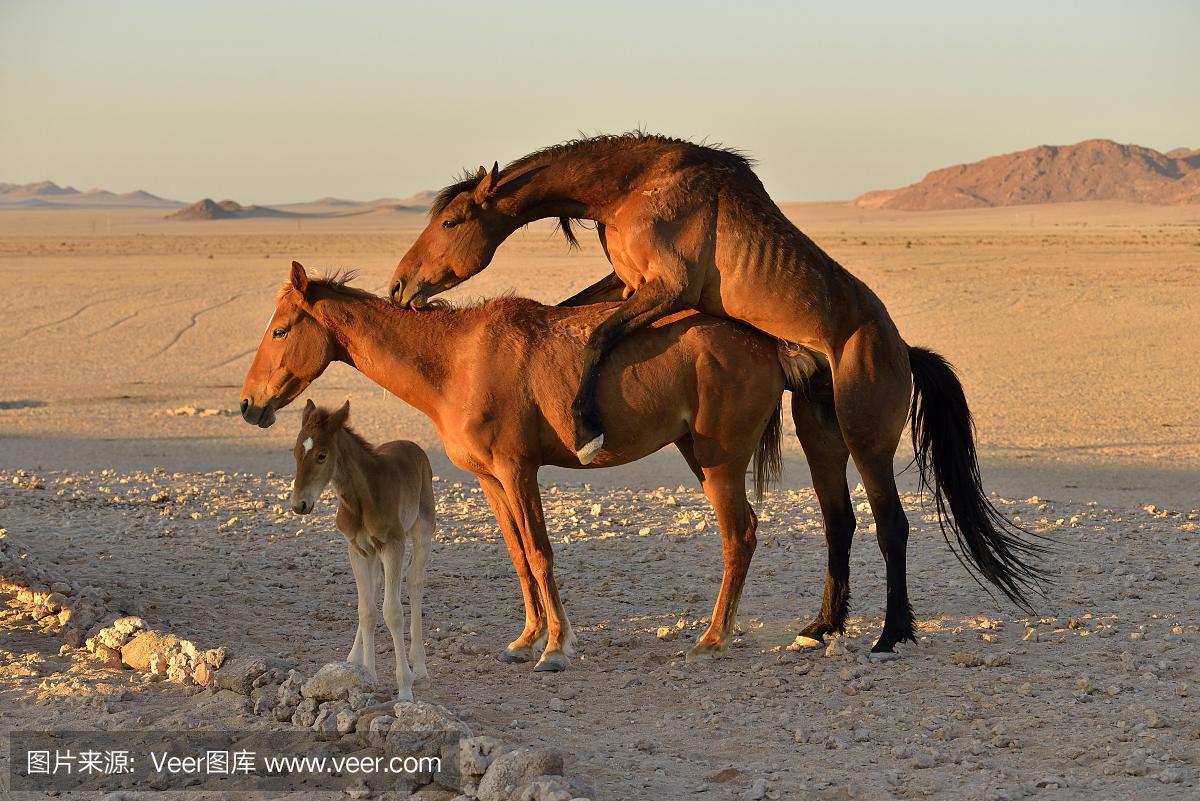纳米布沙漠马,野马(马属ferus),交配,马驹,在澳大