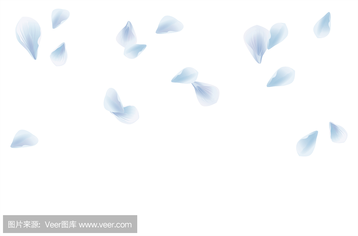 孤立在白色背景上的白色蓝色樱花飞行花瓣。花