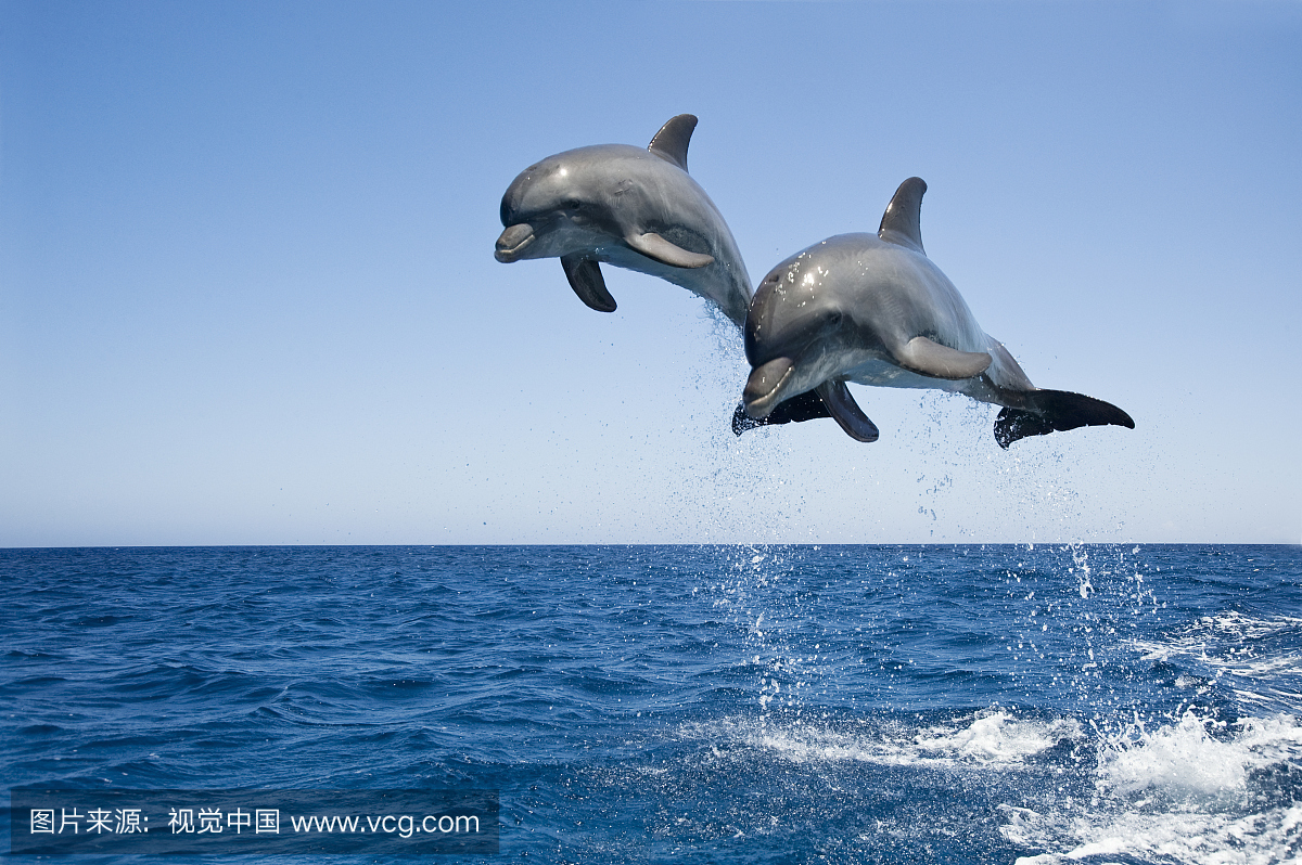 瓶鼻子海豚跳伞
