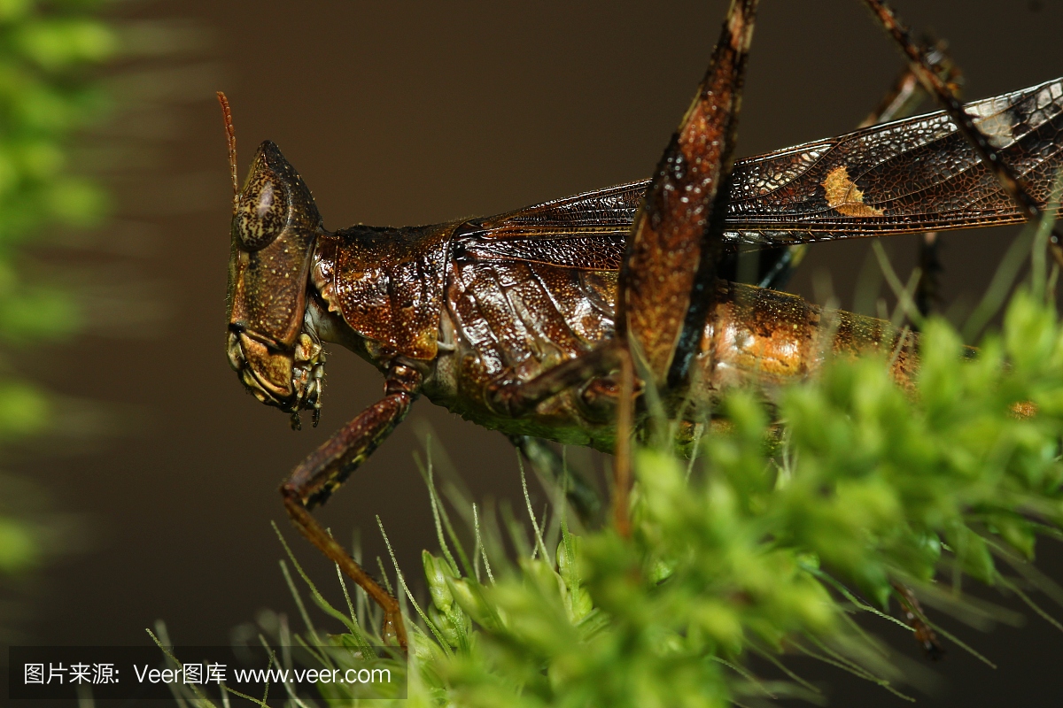 雪花石膏,条纹大理石石膏色,英文字母A,字母A