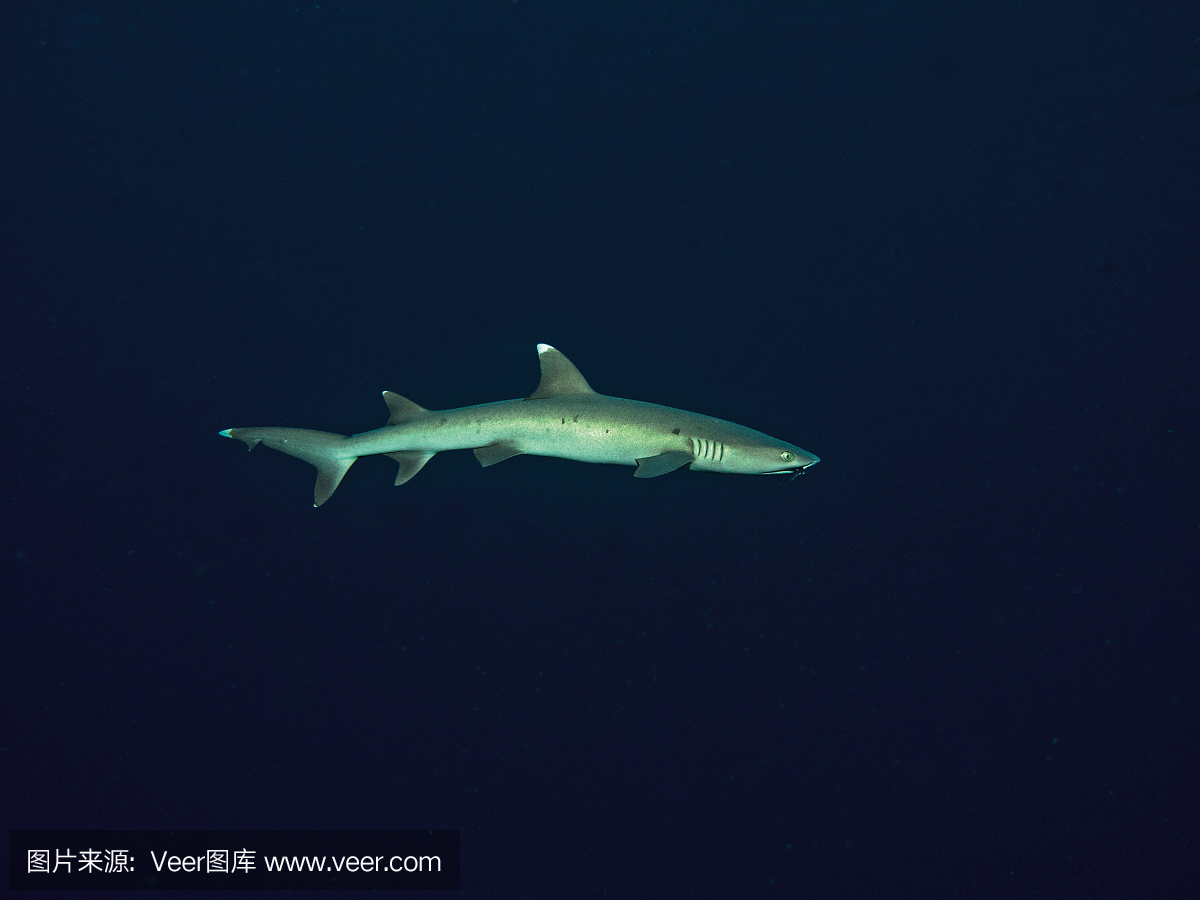 白头蛇鲨,Triaenodon obesus,在蓝色的水中,在