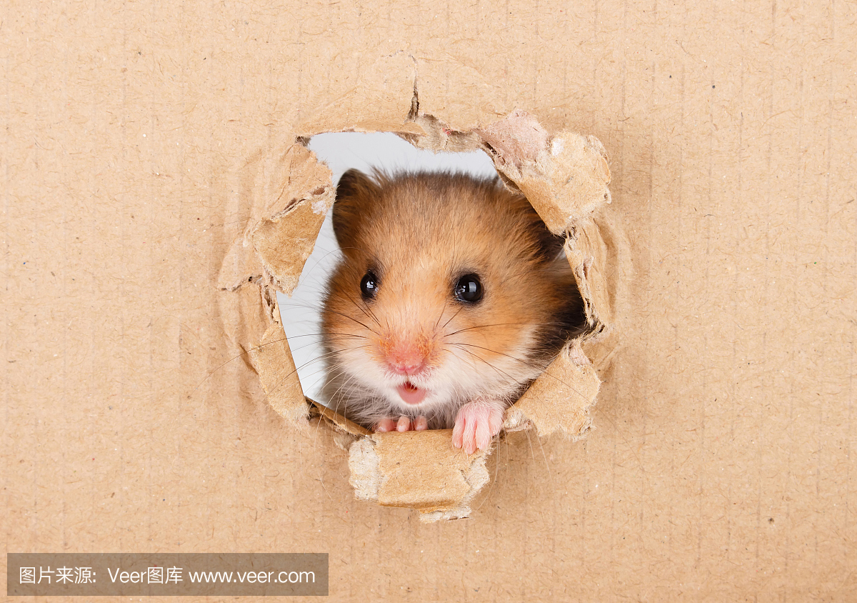 仓鼠,大老鼠,大田鼠,硕鼠