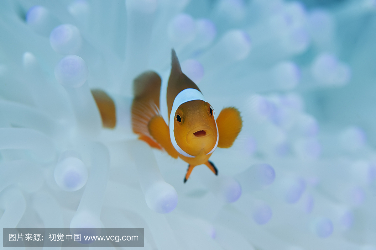 Cute Nemo