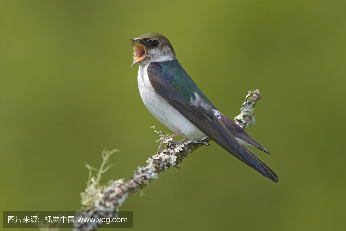 燕子,燕,小燕子,北美歌雀