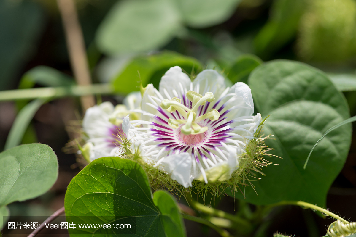辣椒西番莲,西番莲红辣椒,臭西葫芦
