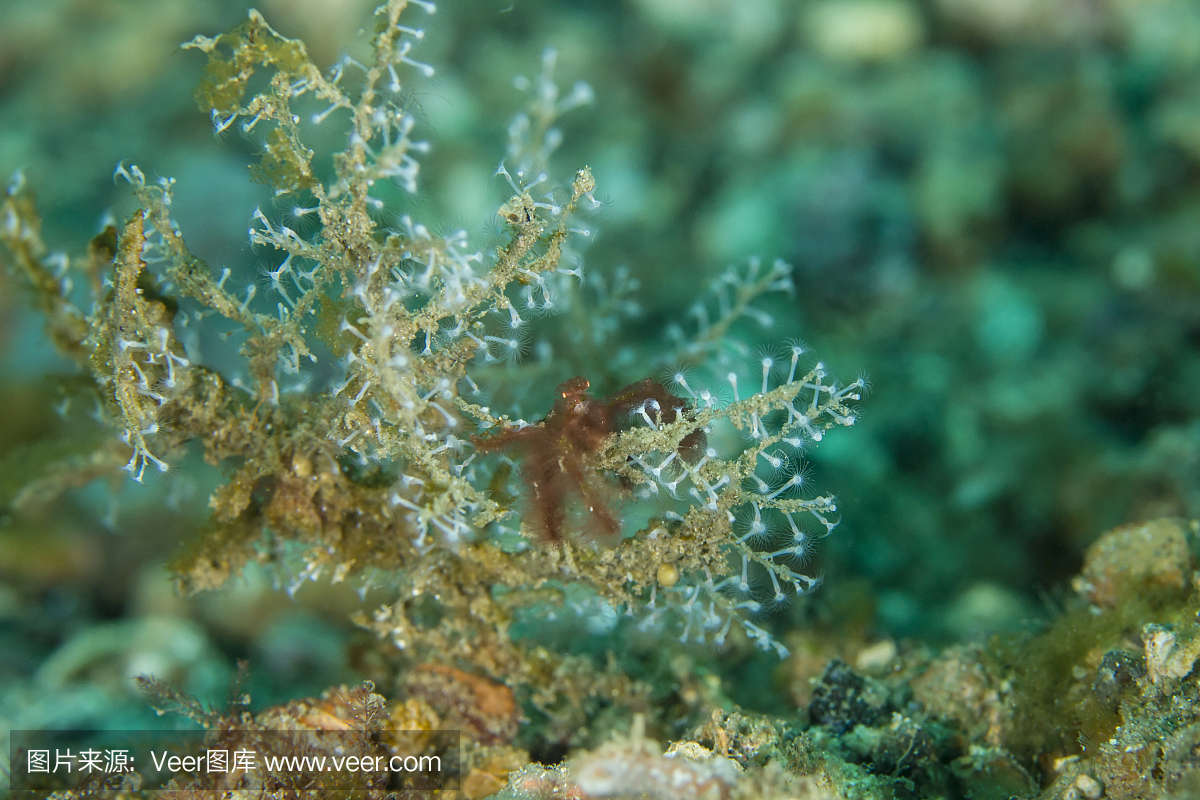 猩猩螃蟹 - oncinopus sp。