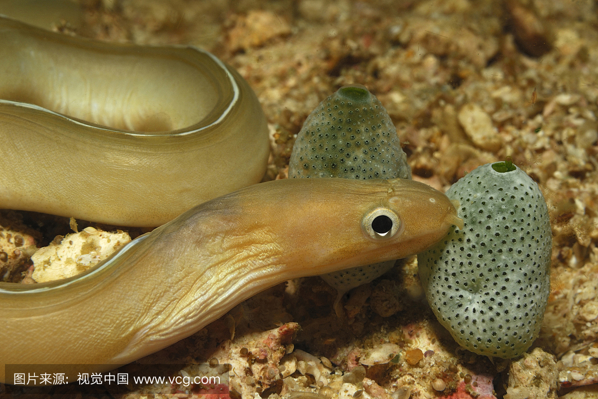 白丝带鳗鱼,Pseudechidna brummeri,Triton Ba